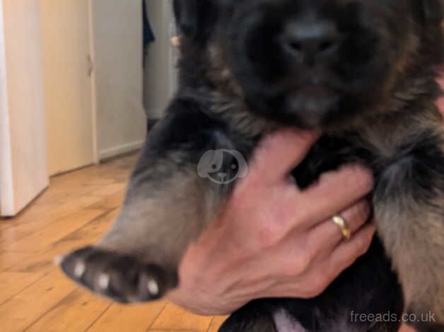 German shepherd puppies for sale in Southampton, Hampshire