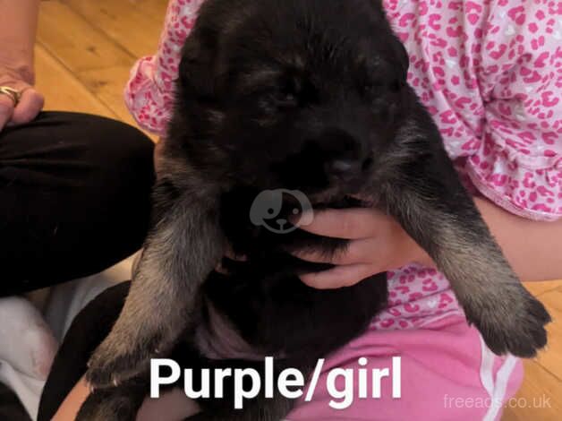 German shepherd puppies for sale in Southampton, Hampshire - Image 2