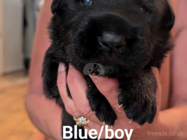 German shepherd puppies for sale in Southampton, Hampshire - Image 3