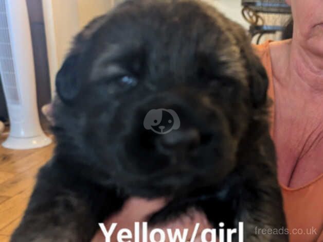 German shepherd puppies for sale in Southampton, Hampshire - Image 4