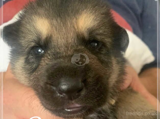 German shepherd puppies for sale in Bradley Stoke, Gloucestershire