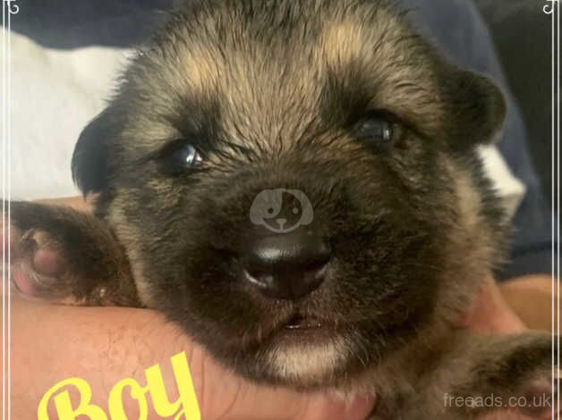 German Shepherd Puppies for sale in Gloucestershire