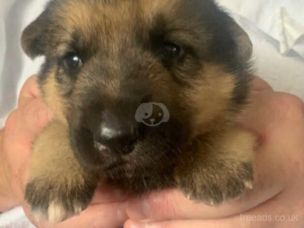 German Shepherd Puppies for sale