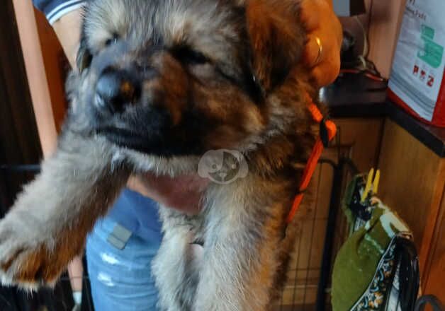 German shepherd puppies for sale in Sutton Coldfield, West Midlands