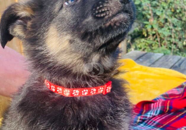 German shepherd puppies for sale in Taunton, Somerset