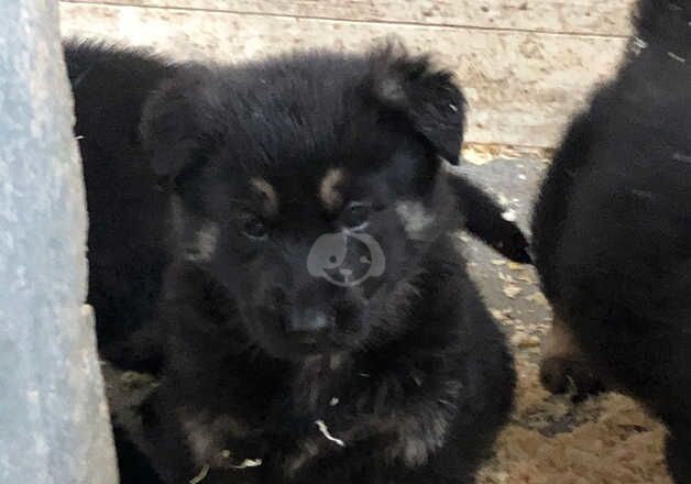 German shepherd puppies for sale in Tipton, West Midlands - Image 2