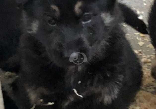 German Shepherd Puppies for sale in West Midlands