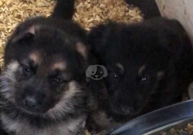 German Shepherd Puppies for sale