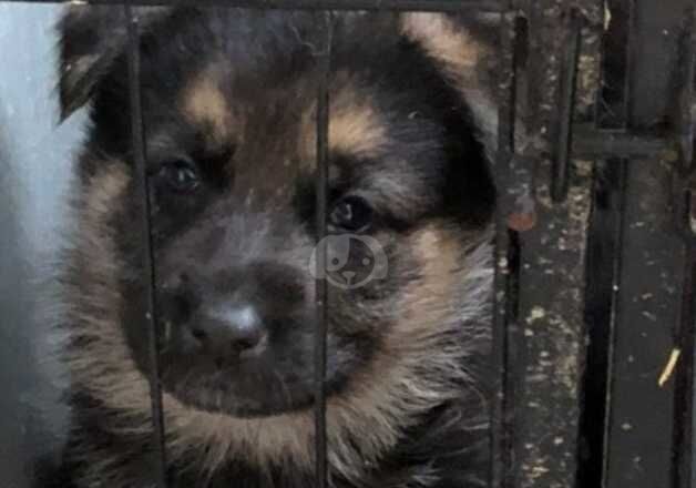 German shepherd puppies for sale in Tipton, West Midlands - Image 5