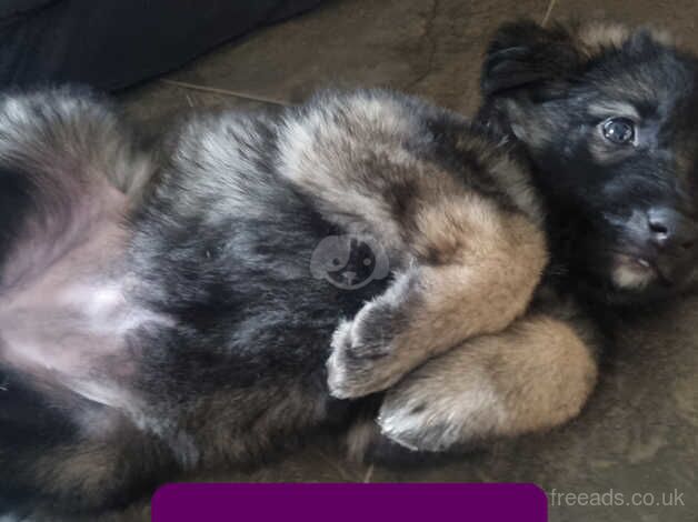 German shepherd puppies for sale in Wakefield, West Yorkshire - Image 1