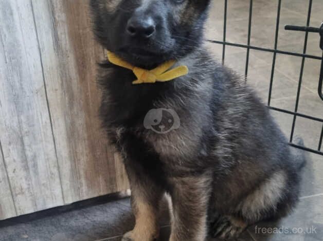 German shepherd puppies for sale in Wakefield, West Yorkshire - Image 2