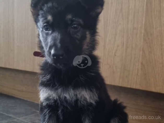 German shepherd puppies for sale in Wakefield, West Yorkshire - Image 3