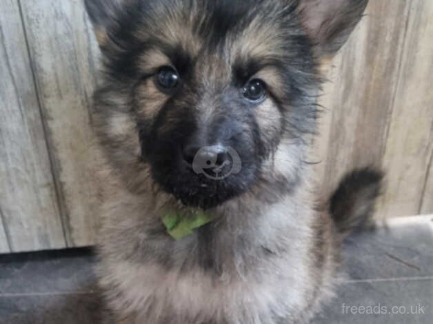 German shepherd puppies for sale in Wakefield, West Yorkshire - Image 4