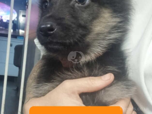 German shepherd puppies for sale in Wakefield, West Yorkshire - Image 5