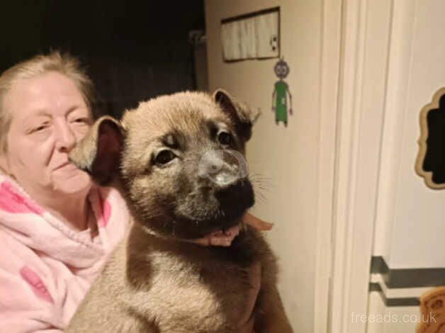 German shepherd puppies for sale in Wandsworth, London - Image 1