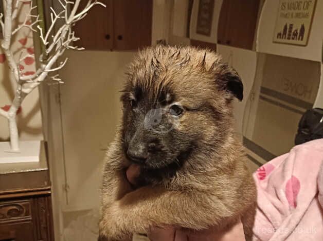 German shepherd puppies for sale in Wandsworth, London - Image 3