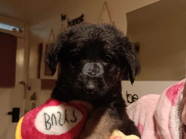 German shepherd puppies for sale in Wandsworth, London - Image 4