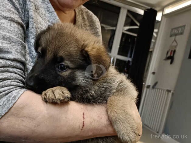 German shepherd puppies for sale in Wandsworth, London - Image 5