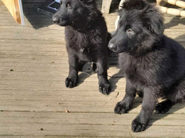 GERMAN SHEPHERD PUPPIES for sale in Worthing, West Sussex - Image 1