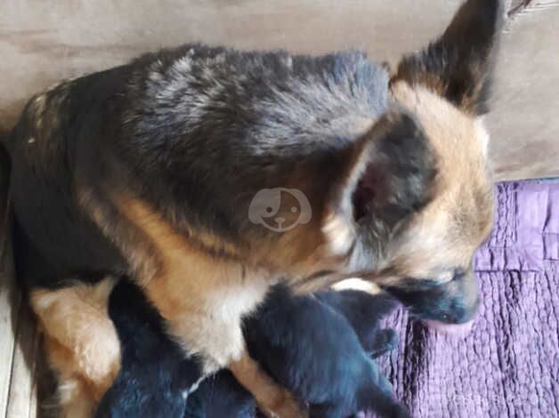 GERMAN SHEPHERD PUPPIES for sale in Worthing, West Sussex - Image 2