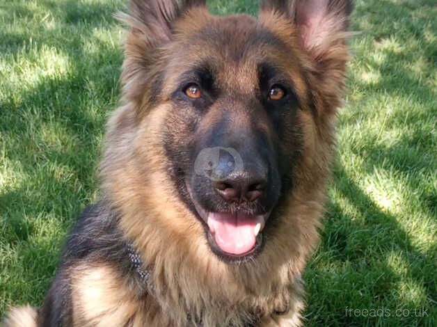 GERMAN SHEPHERD PUPPIES for sale in Worthing, West Sussex - Image 3