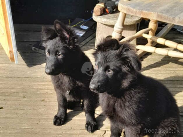 GERMAN SHEPHERD PUPPIES for sale in Worthing, West Sussex - Image 4