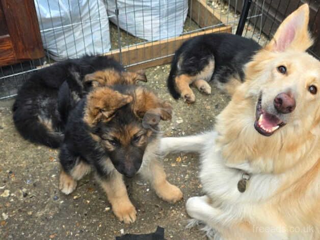 German Shepherd puppies. KC Registered, available now. for sale in Norwich, Norfolk