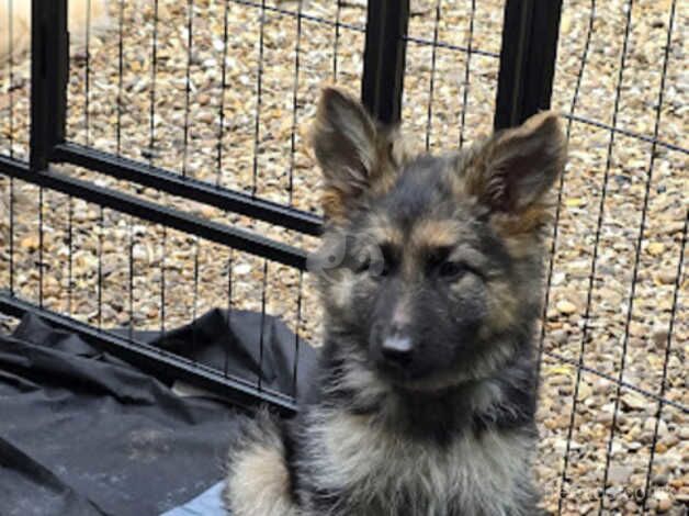 German Shepherd puppies. KC Registered, available now. for sale in Norwich, Norfolk - Image 2