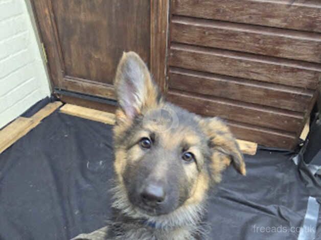 German Shepherd puppies. KC Registered, available now. for sale in Norwich, Norfolk - Image 3