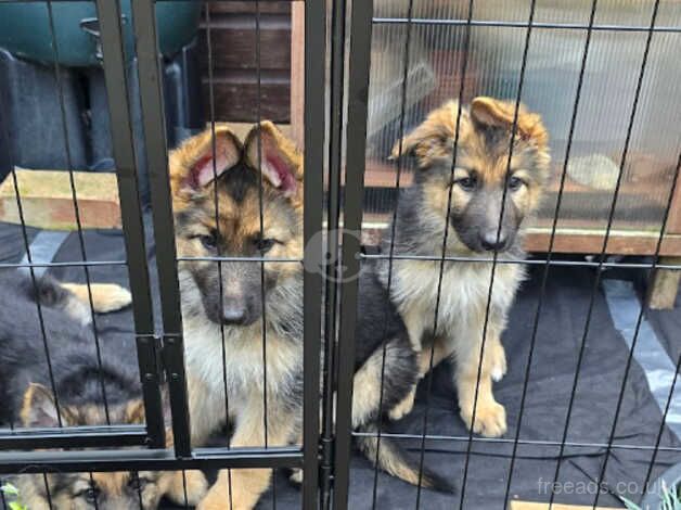 German Shepherd puppies. KC Registered, available now. for sale in Norwich, Norfolk - Image 4