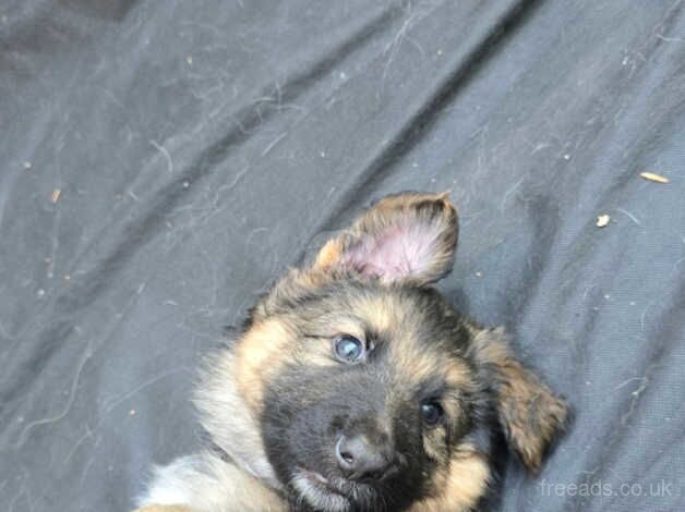 German Shepherd puppies. KC Registered, available now. for sale in Norwich, Norfolk - Image 5