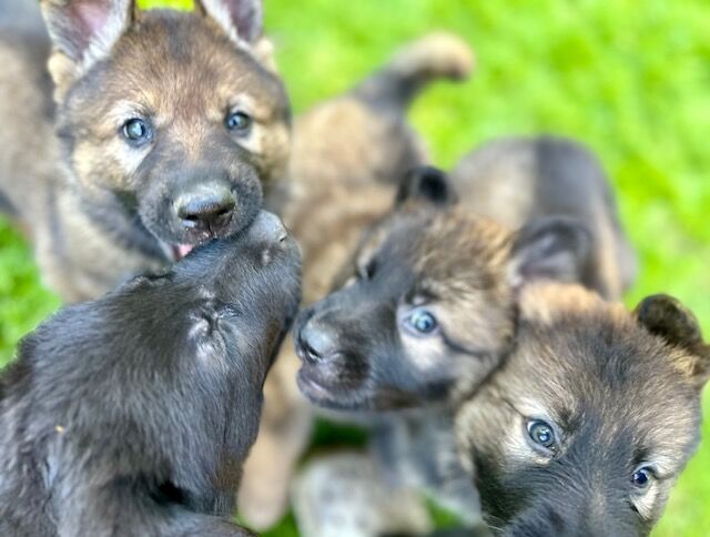 German Shepherd Puppies, KC Registered, Health Tested Parents, Top Working Lines for sale in Liverpool, Merseyside