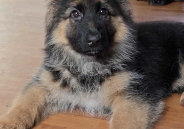 German Shepherd Puppies Long-haired Reg KC for sale in Lewisham, Lewisham, Greater London