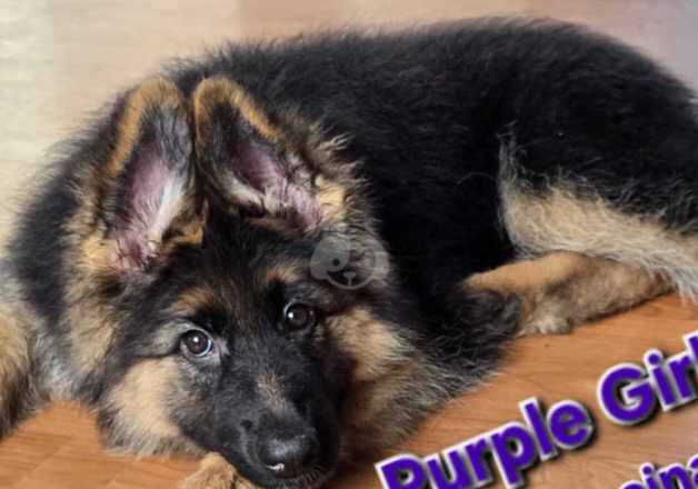 German Shepherds for sale in Lewisham, Lewisham, Greater London