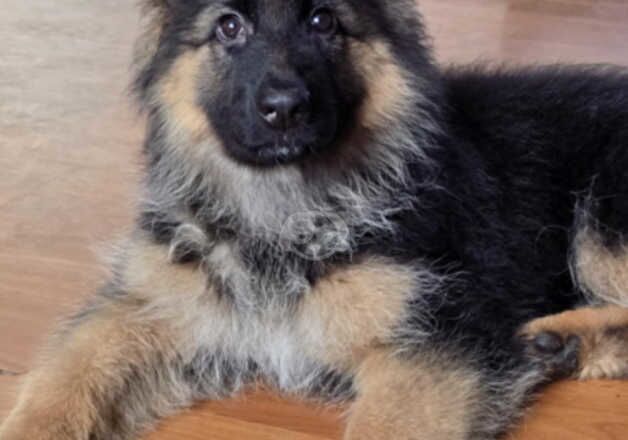 KC Registered German Shepherd Puppies for sale in Greater London