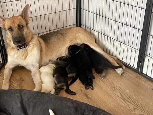 German shepherd puppies looking for new homes for sale in Portland, Somerset - Image 4
