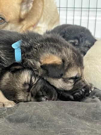 German shepherd puppies looking for new homes for sale in Portland, Somerset - Image 5