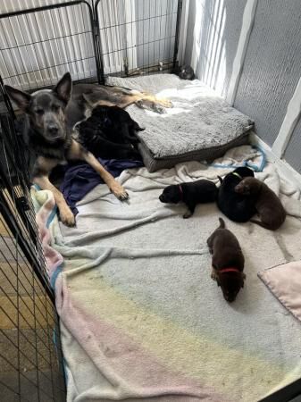German shepherd puppies looking for their forever homes for sale in Nuneaton, Warwickshire