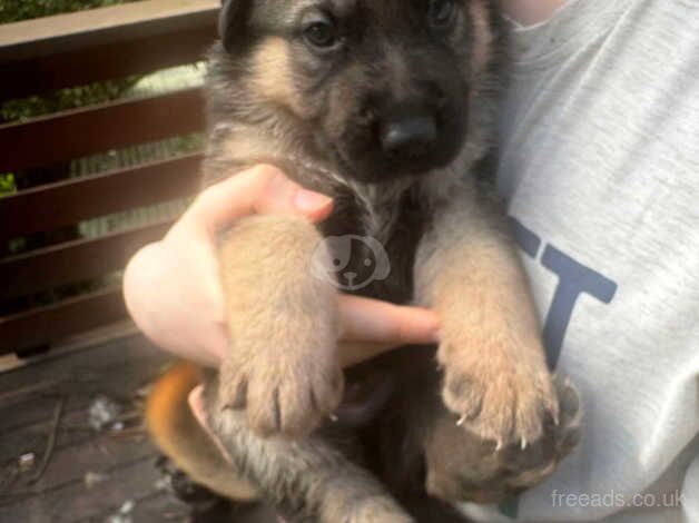 German Shepherd puppies pure breed for sale in Lancaster, Lancashire