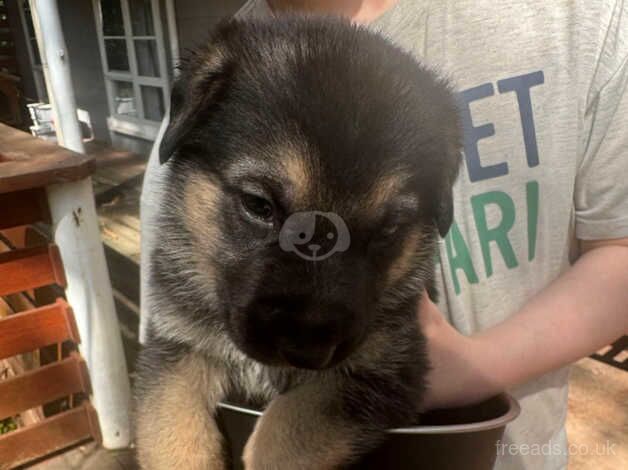 German Shepherds for sale in Lancaster, Lancashire