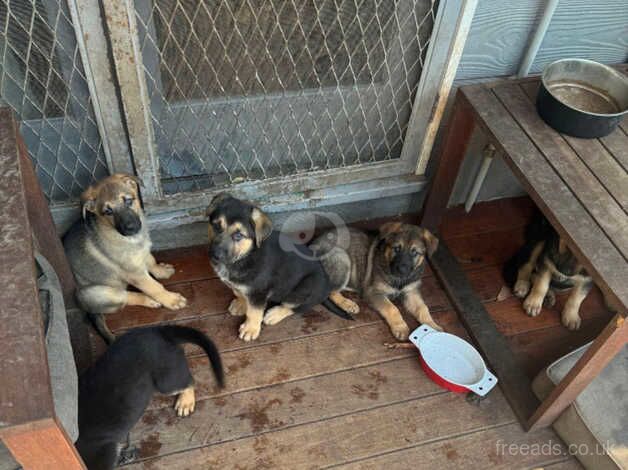 KC Registered German Shepherd Puppies for sale in Lancashire