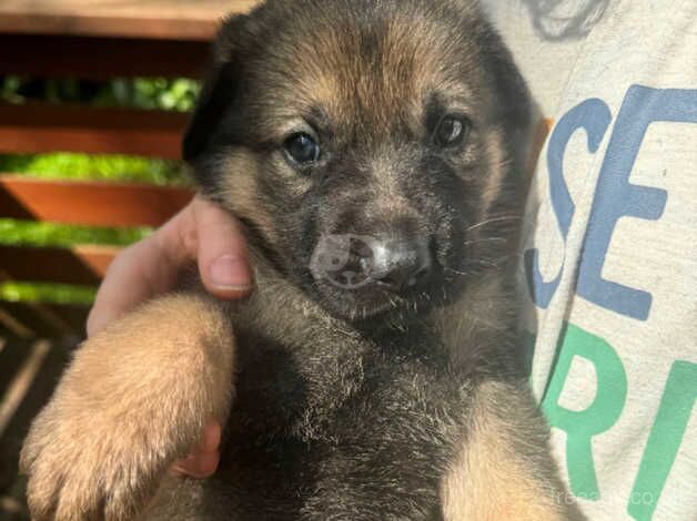 German Shepherd Puppies for sale