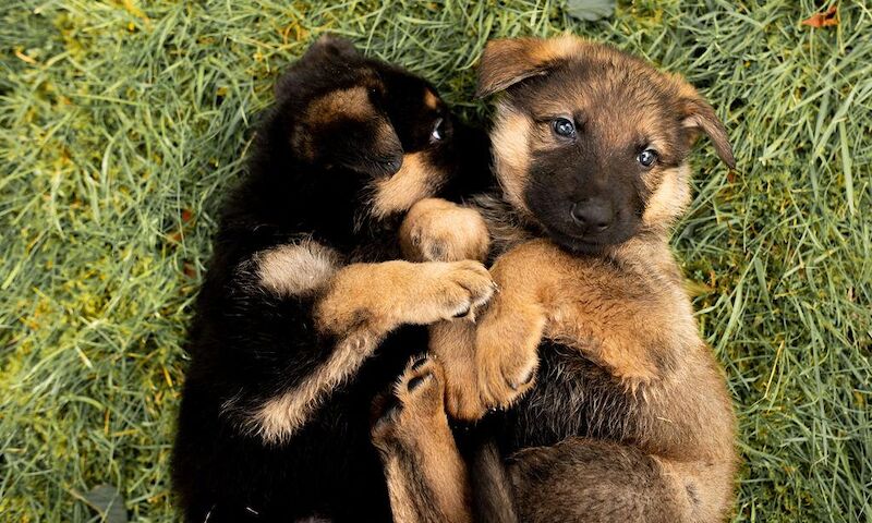 German shepherd puppies ready know£785,ono for sale in Manchester, Greater Manchester - Image 1