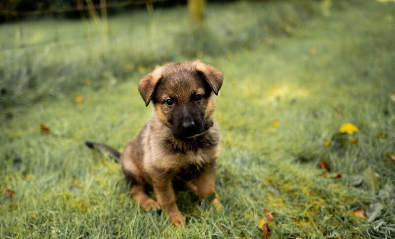 German shepherd puppies ready know£785,ono for sale in Manchester, Greater Manchester - Image 7