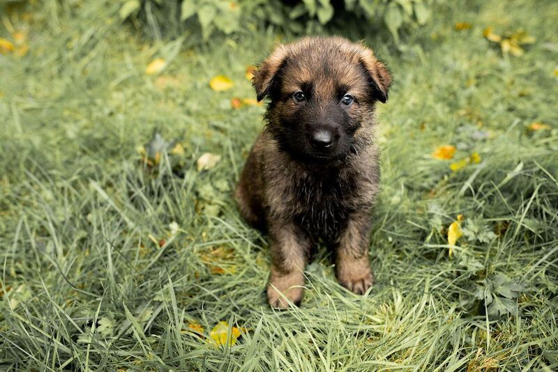 German shepherd puppies ready know£785,ono for sale in Manchester, Greater Manchester - Image 8