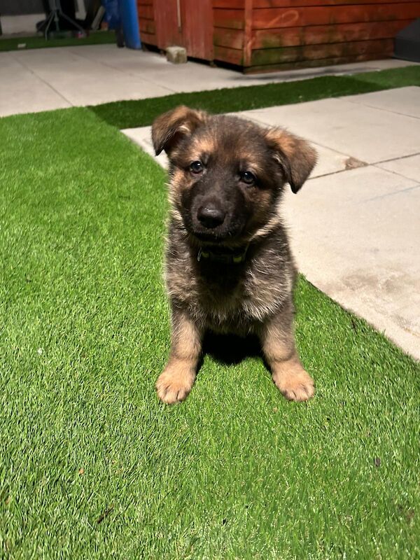 German shepherd puppies ready know£785,ono for sale in Manchester, Greater Manchester - Image 11