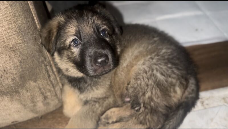 German shepherd puppies ready know£785,ono for sale in Manchester, Greater Manchester - Image 12