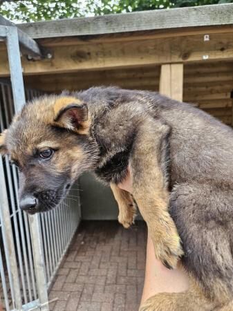 german shepherd puppies ready now 1 female left for sale in Wolverhampton, West Midlands