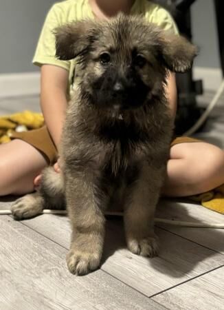 German shepherd puppies READY NOW for sale in Stoke-on-Trent, Staffordshire - Image 1