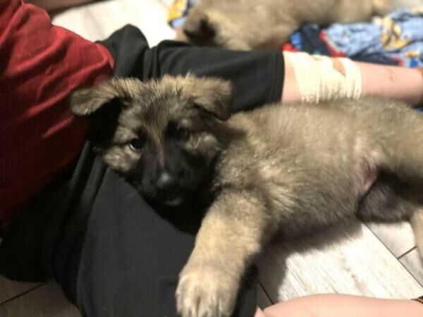 German shepherd puppies READY NOW for sale in Stoke-on-Trent, Staffordshire - Image 4